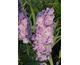 Delphinium elatum New Millennium Blushing Brides