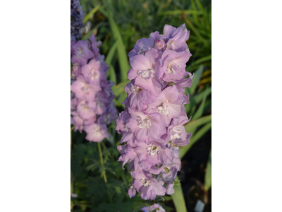 Delphinium elatum
