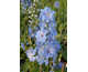 Delphinium elatum