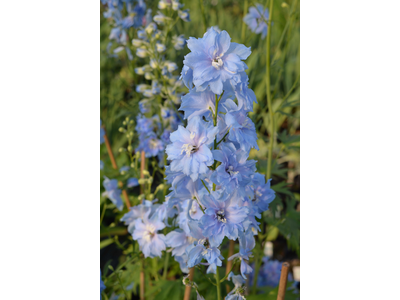 Delphinium elatum