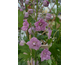 Delphinium elatum New Millennium Dusky Maiden