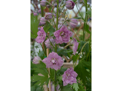 Delphinium elatum