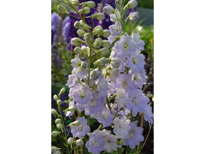 Delphinium elatum
