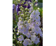 Delphinium elatum New Millennium Misty Mauves