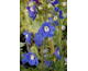 Delphinium elatum