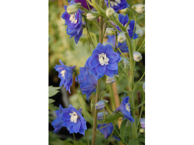 Delphinium elatum