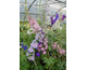 Delphinium elatum New Millennium Double Stars