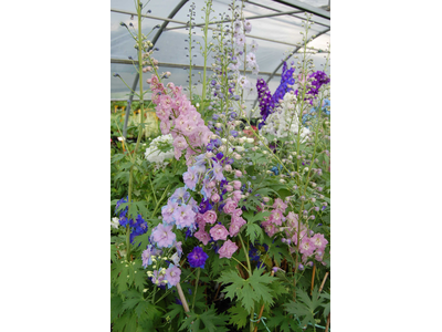 Delphinium elatum