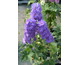 Delphinium elatum