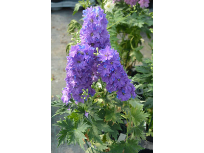 Delphinium elatum