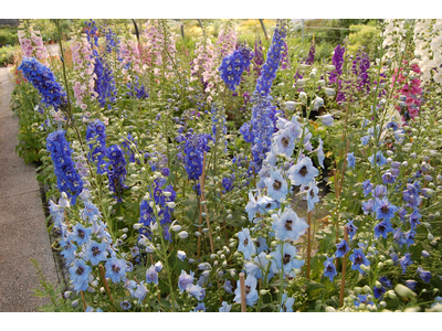 Delphinium elatum