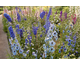 Delphinium elatum New Millennium Super Stars