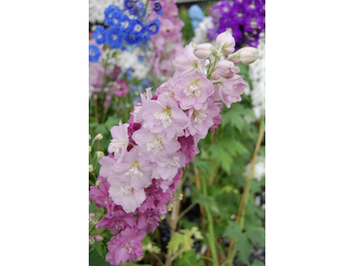 Delphinium elatum