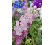 Delphinium elatum