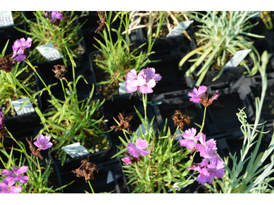 Dianthus carthusianorum