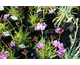 Dianthus carthusianorum Rupert's Pink