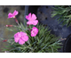 Dianthus Dinetta