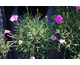 Dianthus Dixie Pink