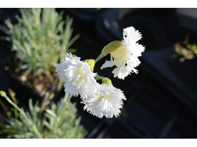 Dianthus