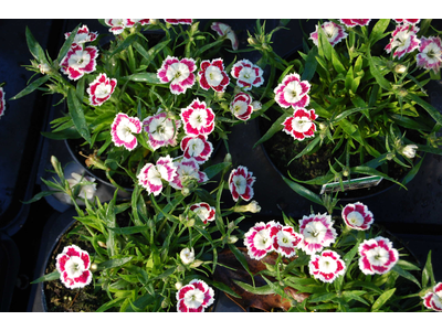 Dianthus