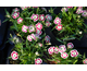 Dianthus Sunflor Olivia