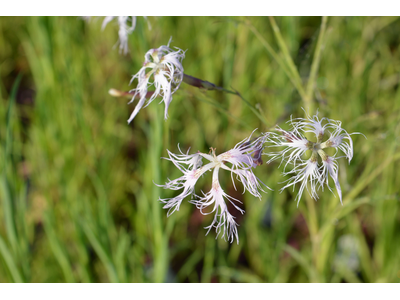 Dianthus superbus