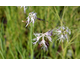 Dianthus superbus None