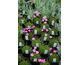 Dianthus alpinus 