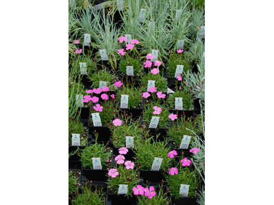 Dianthus alpinus