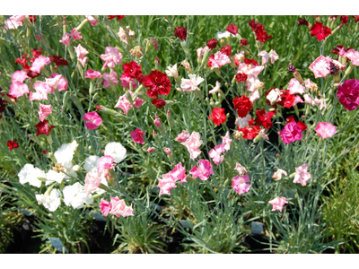 Dianthus caryophyllus