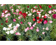 Dianthus caryophyllus Grenadin Mixture