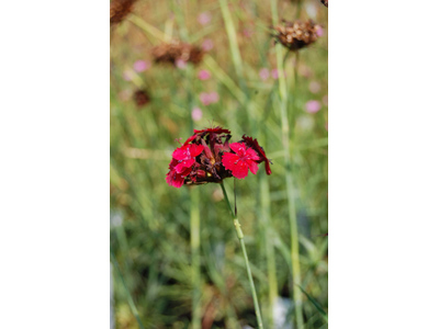 Dianthus cruentus