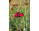 Dianthus cruentus None