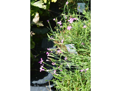 Dianthus deltoides