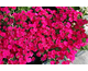 Dianthus plumarius  Delilah Magenta