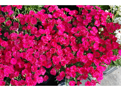 Dianthus plumarius 