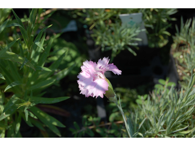 Dianthus plumarius