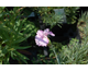 Dianthus plumarius Double Rose