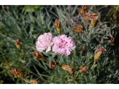 Dianthus plumarius flore pleno nanus