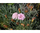 Dianthus plumarius flore pleno nanus Pink Tones
