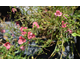 Diascia cordata