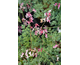 Dicentra Amore Pink