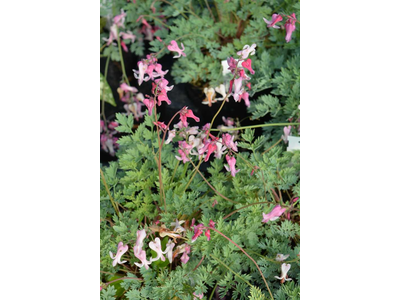 Dicentra