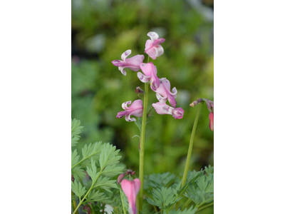 Dicentra