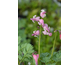 Dicentra Pink Diamonds ®