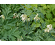 Dicentra formosa