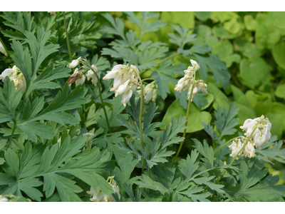 Dicentra formosa