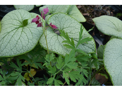 Dicentra formosa