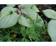 Dicentra formosa Bacchanal