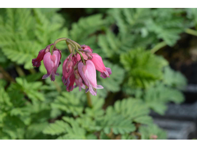 Dicentra formosa